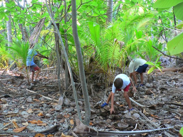 55- A la recherche des crabes de cocotier 
